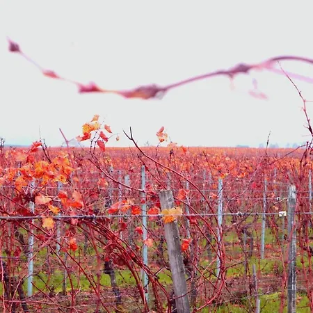 Rheinblick Boutique Art Gaestehaus מלון