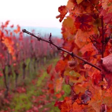 Rheinblick Boutique Art Gaestehaus Hotel Hattenheim