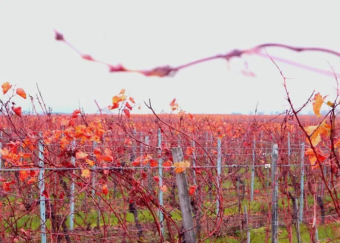 Rheinblick Boutique Art Gaestehaus Hotel